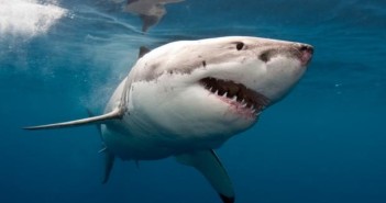 great_white_shark